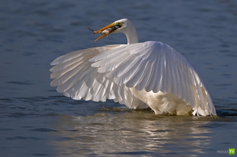 �������� ������ (46 ����)