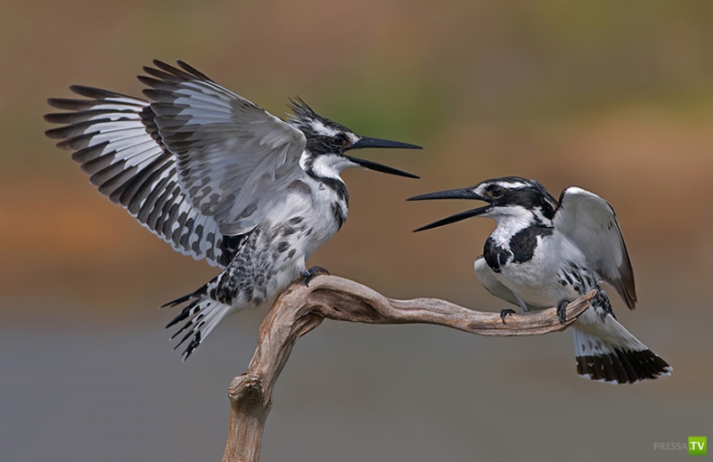 �������� ������ (46 ����)