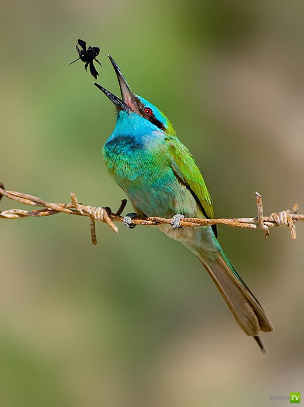 �������� ������ (46 ����)