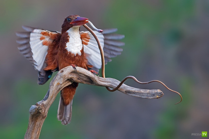 �������� ������ (46 ����)