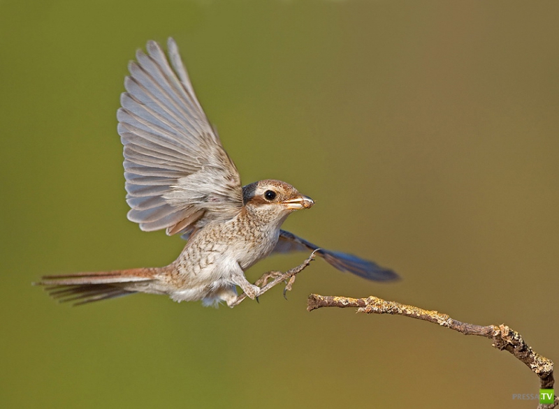 �������� ������ (46 ����)