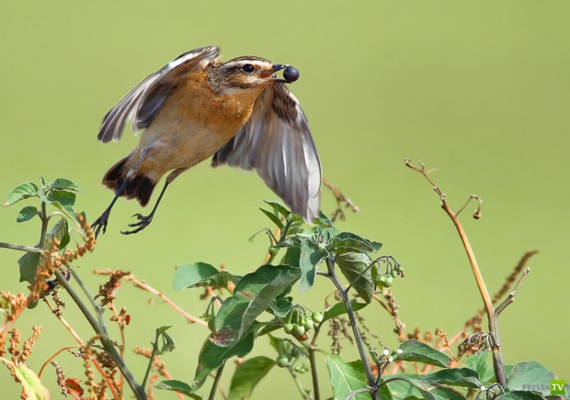 �������� ������ (46 ����)