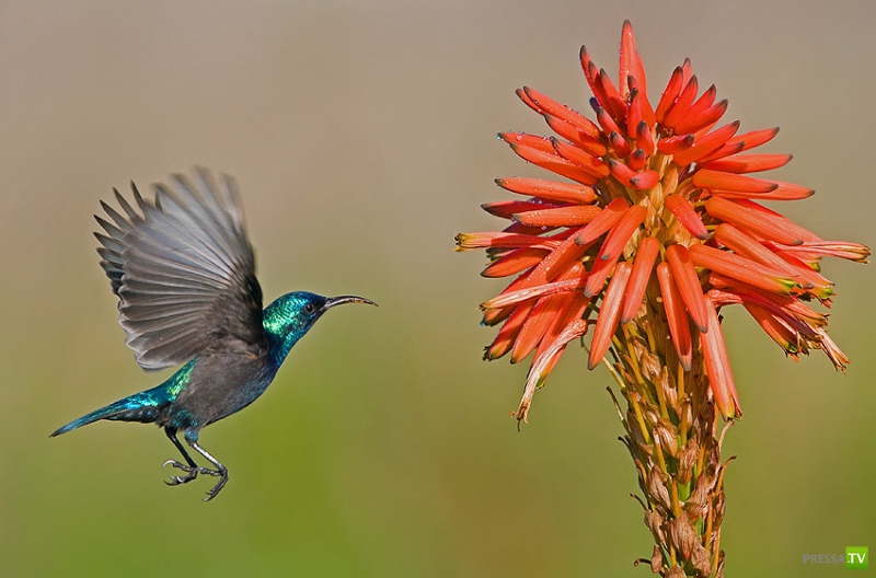 �������� ������ (46 ����)