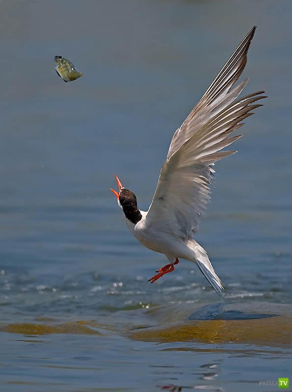 �������� ������ (46 ����)