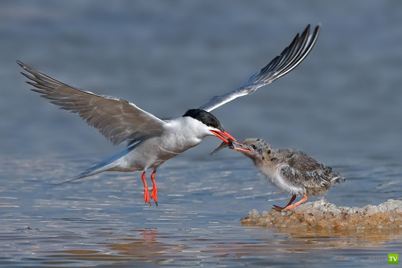 �������� ������ (46 ����)