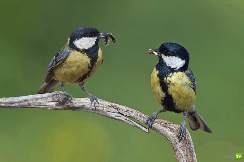 �������� ������ (46 ����)