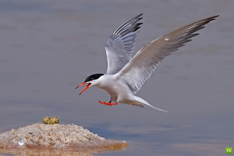 �������� ������ (46 ����)