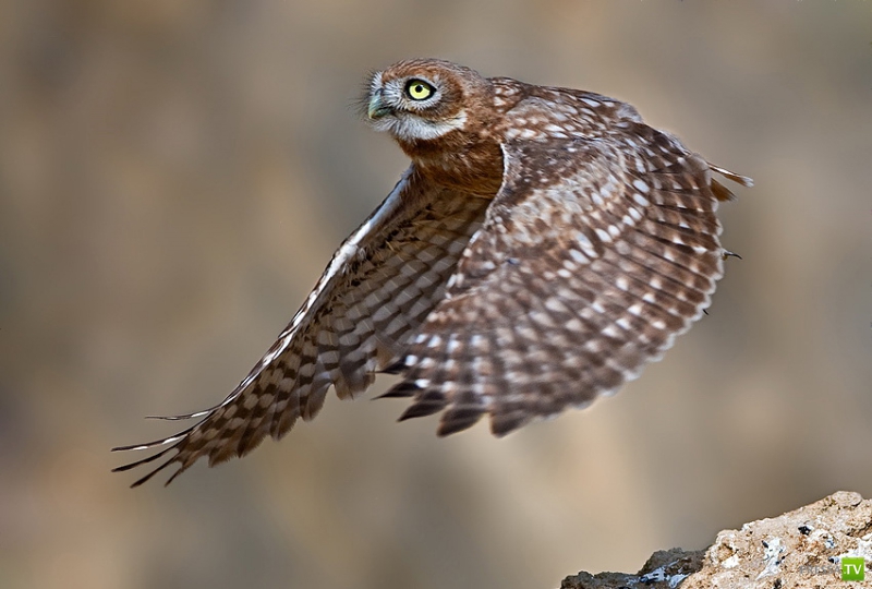 �������� ������ (46 ����)