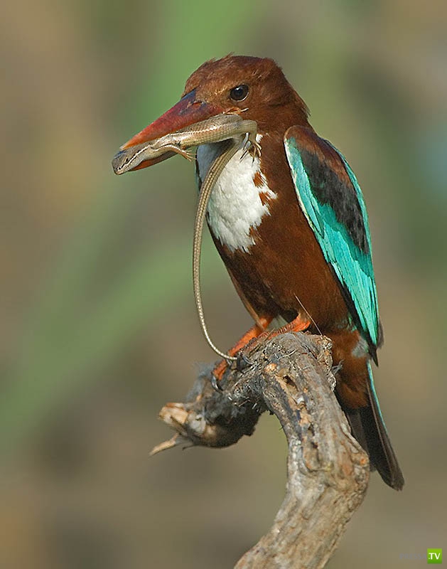 �������� ������ (46 ����)