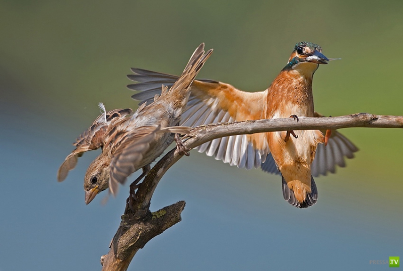 �������� ������ (46 ����)