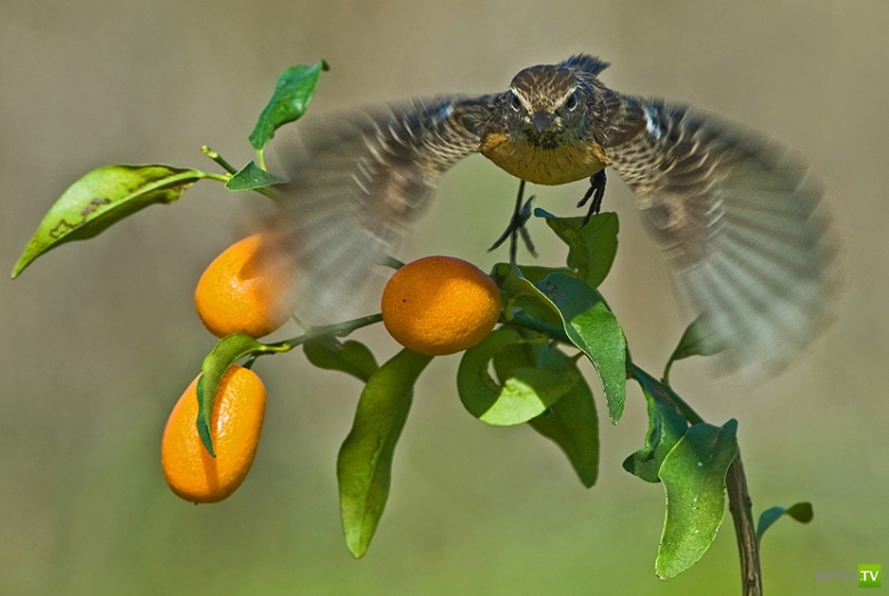 �������� ������ (46 ����)