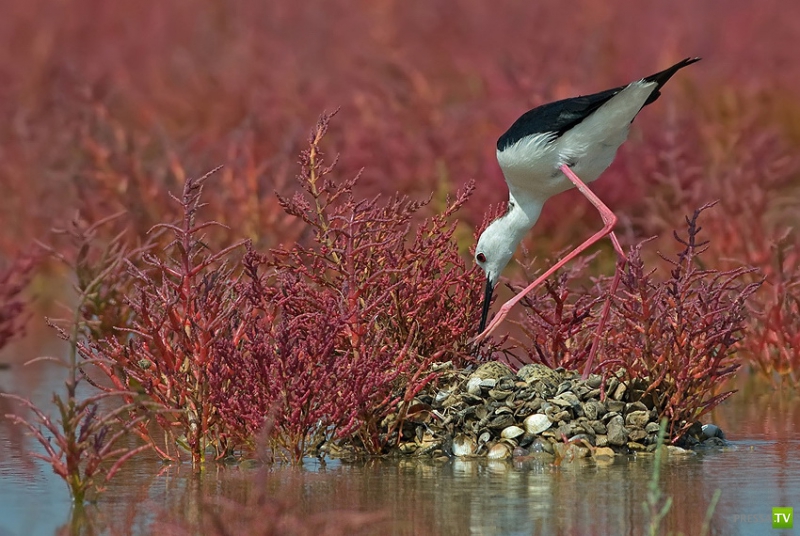 �������� ������ (46 ����)