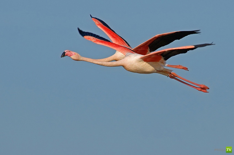 �������� ������ (46 ����)