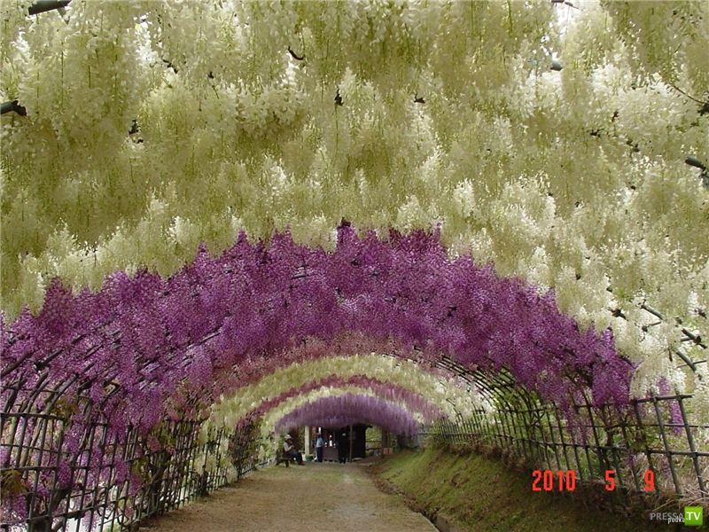 Сад Цветов Кавати Фужи (11 фото)
