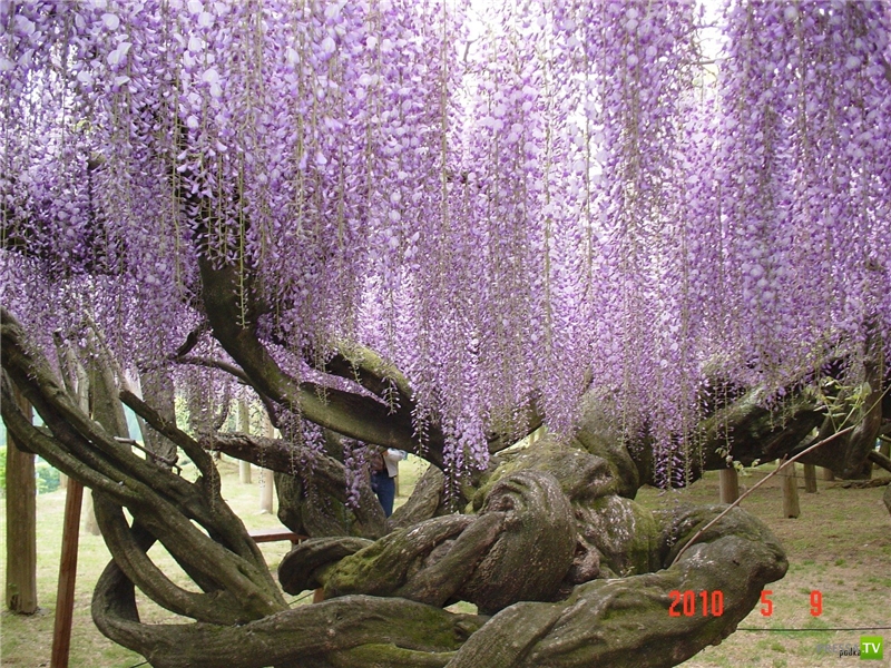 Сад Цветов Кавати Фужи (11 фото)