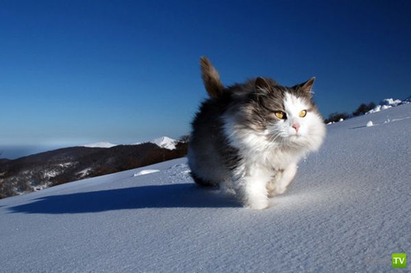 Снег прет котов не меньше валерьянки...