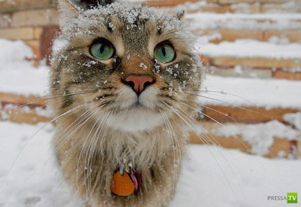 Снег прет котов не меньше валерьянки...