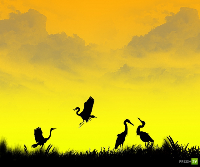     (Naveed Mughal) (28 )