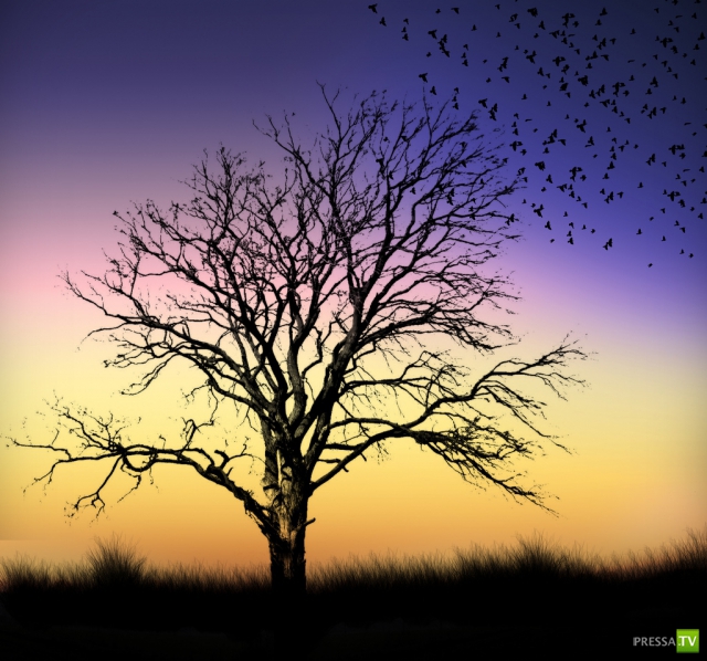     (Naveed Mughal) (28 )