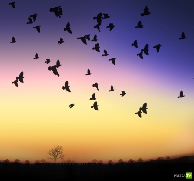     (Naveed Mughal) (28 )