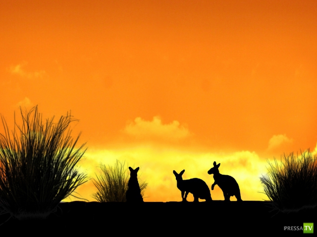     (Naveed Mughal) (28 )