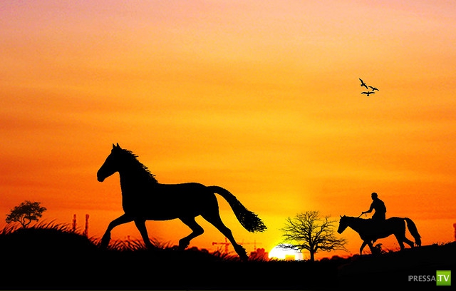     (Naveed Mughal) (28 )