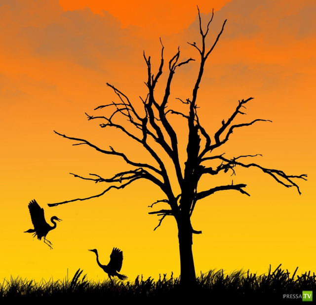     (Naveed Mughal) (28 )