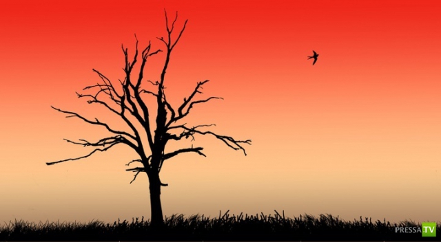     (Naveed Mughal) (28 )