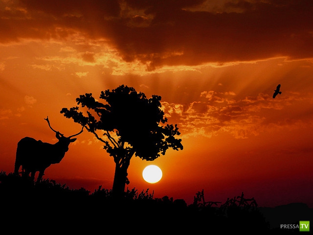     (Naveed Mughal) (28 )