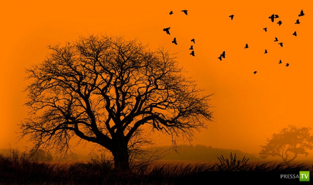     (Naveed Mughal) (28 )