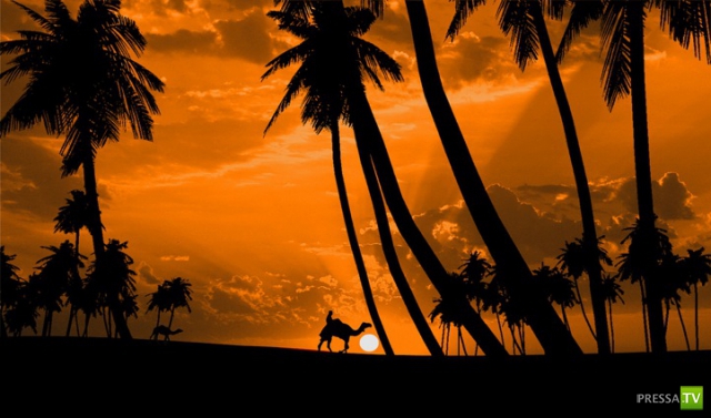     (Naveed Mughal) (28 )