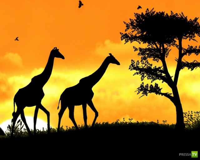     (Naveed Mughal) (28 )