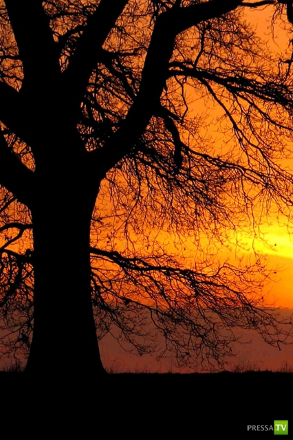     (Naveed Mughal) (28 )