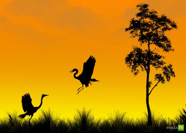     (Naveed Mughal) (28 )