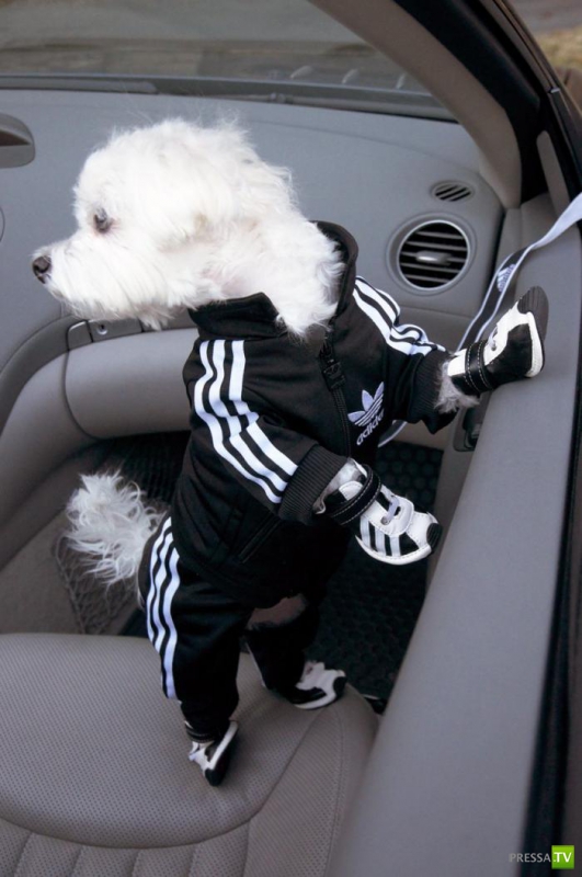 ������ ����� (11 ����)