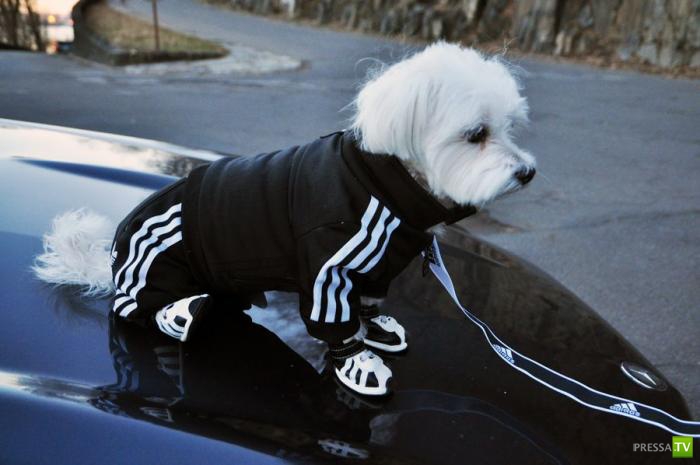 ������ ����� (11 ����)