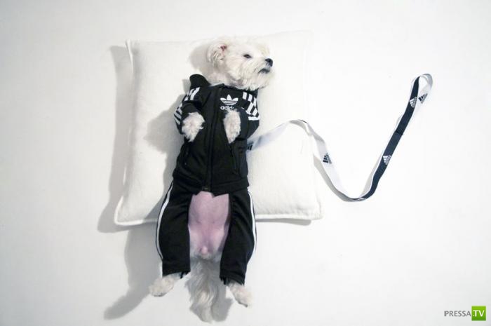 ������ ����� (11 ����)