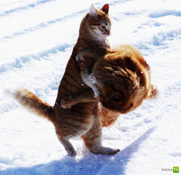 ��� �������� �������� (19 ����)