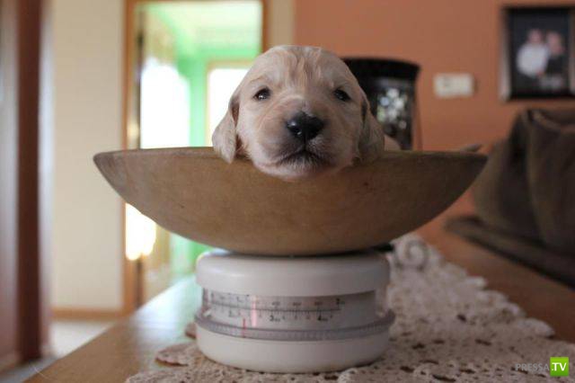 ��� �������� �������� (19 ����)