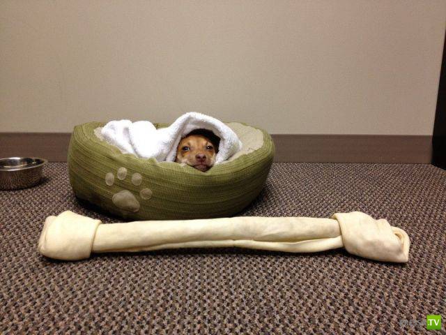 ��� �������� �������� (19 ����)