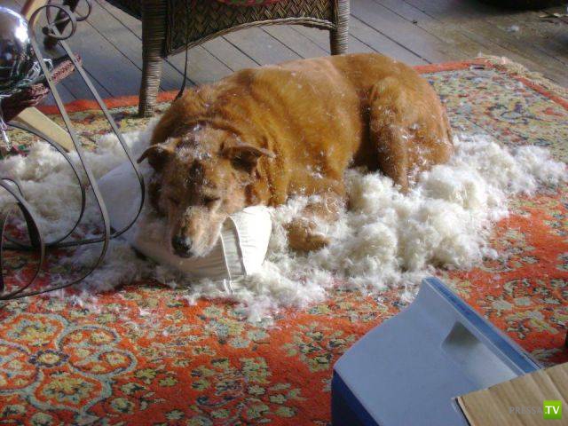 ��� �������� �������� (19 ����)