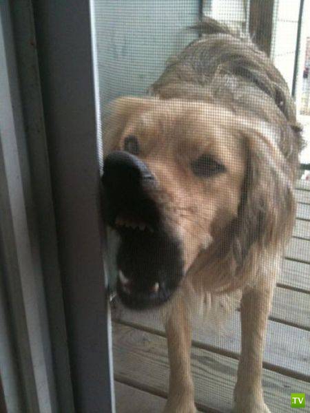 ��� �������� �������� (19 ����)