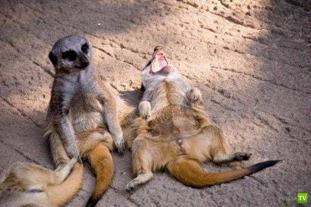 ��� �������� �������� (19 ����)