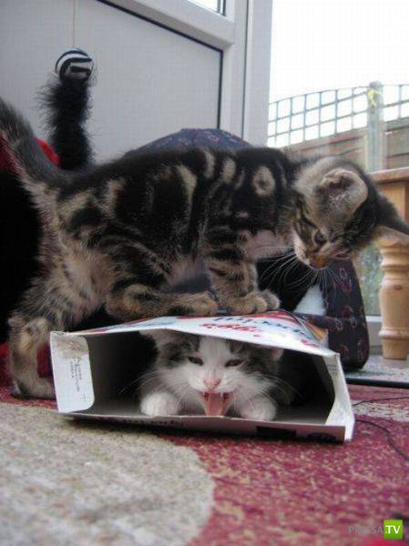 ��� �������� �������� (19 ����)