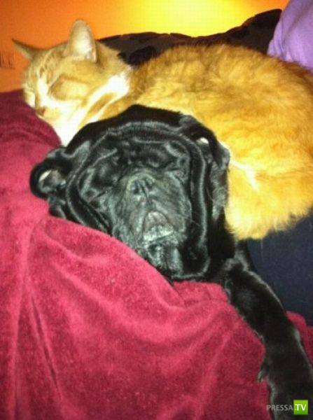 ��� �������� �������� (19 ����)