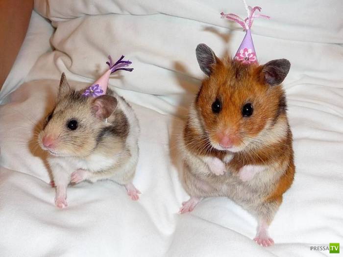 ��� �������� �������� (19 ����)