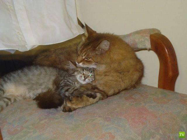 ��� �������� �������� (19 ����)