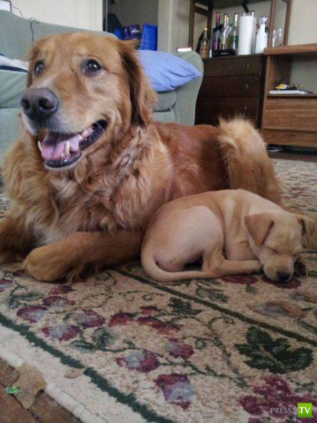 ��� �������� �������� (19 ����)