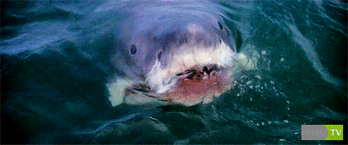 ����������. �������� ���������� (30 ����)