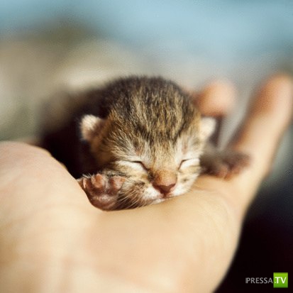 ������� ��������. ������ ���� �� �����!!! (35 ����)